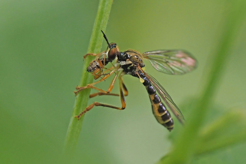 <i>Dioctria linearis</i> (Fabricius, 1787)